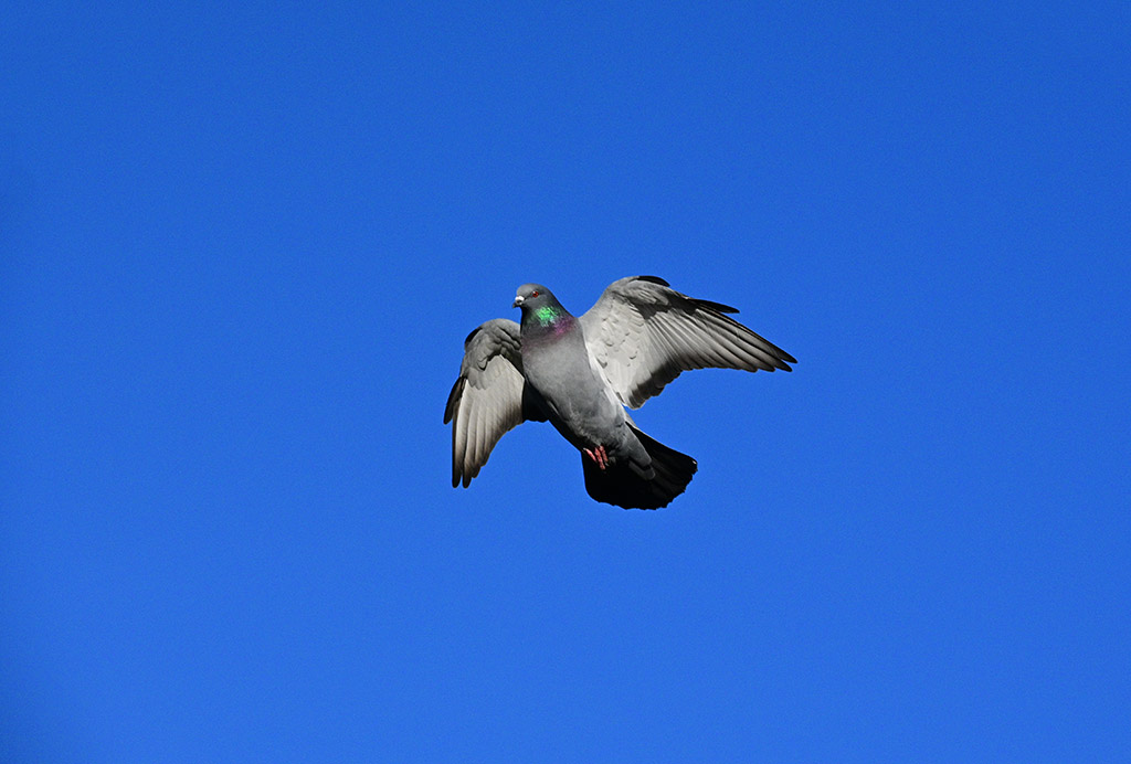DSC_0930.jpg