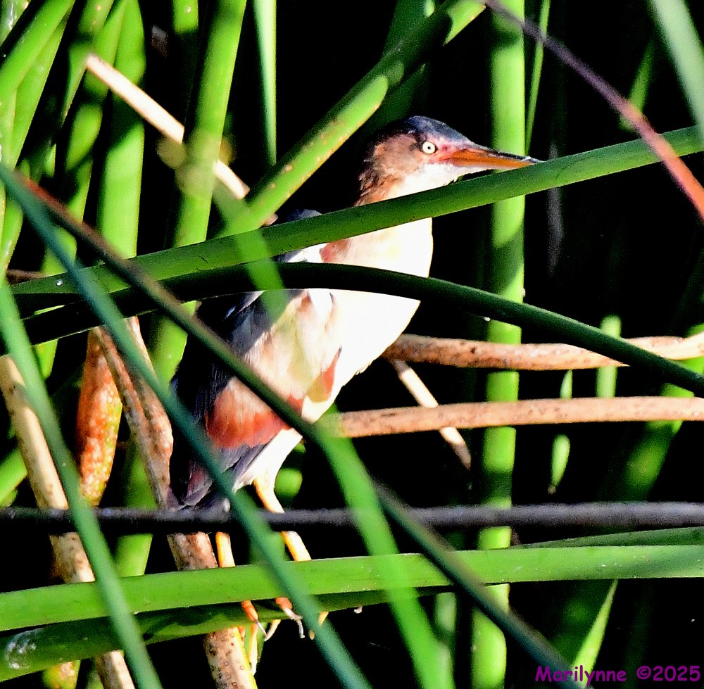 DSC_0931_001.JPG