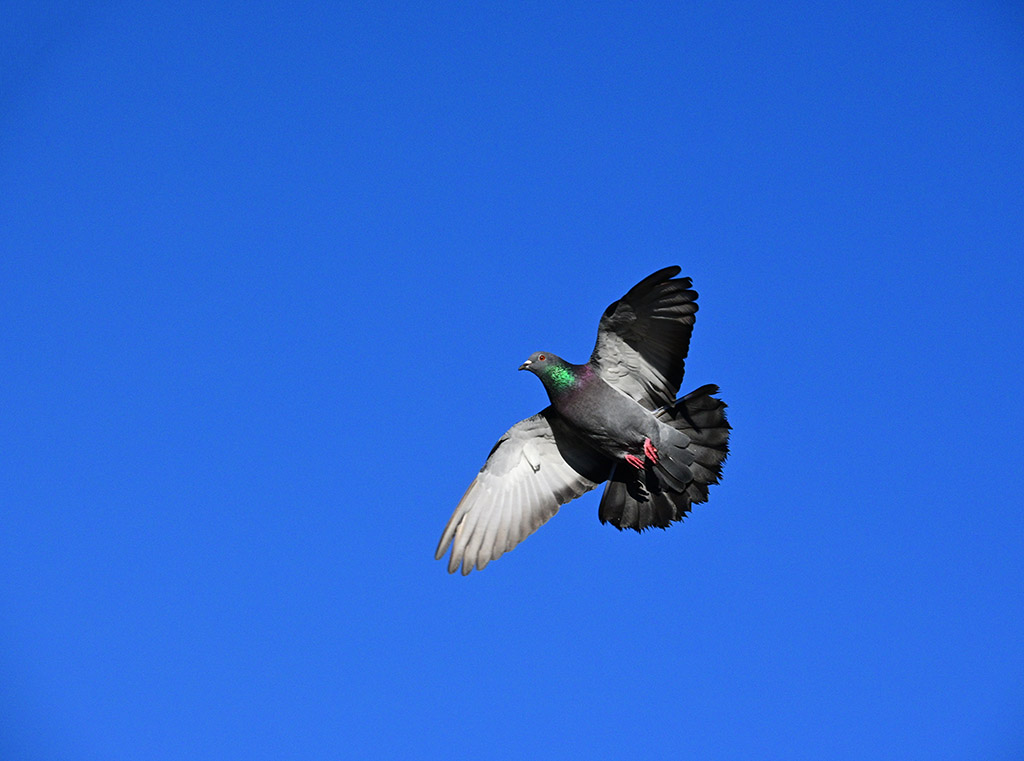 DSC_0934.jpg