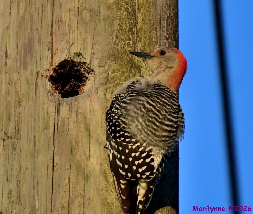 DSC_0935_001.JPG