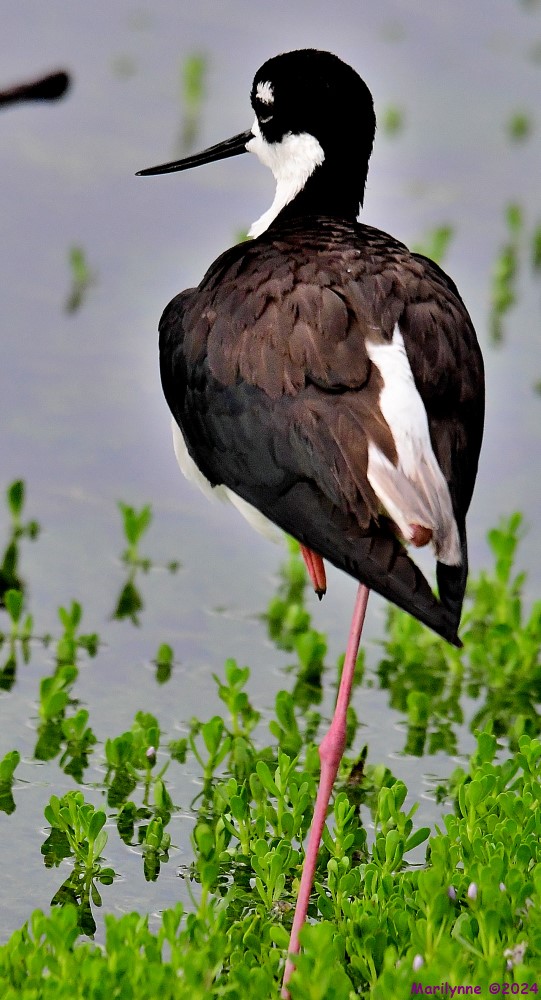 DSC_0936_001.JPG