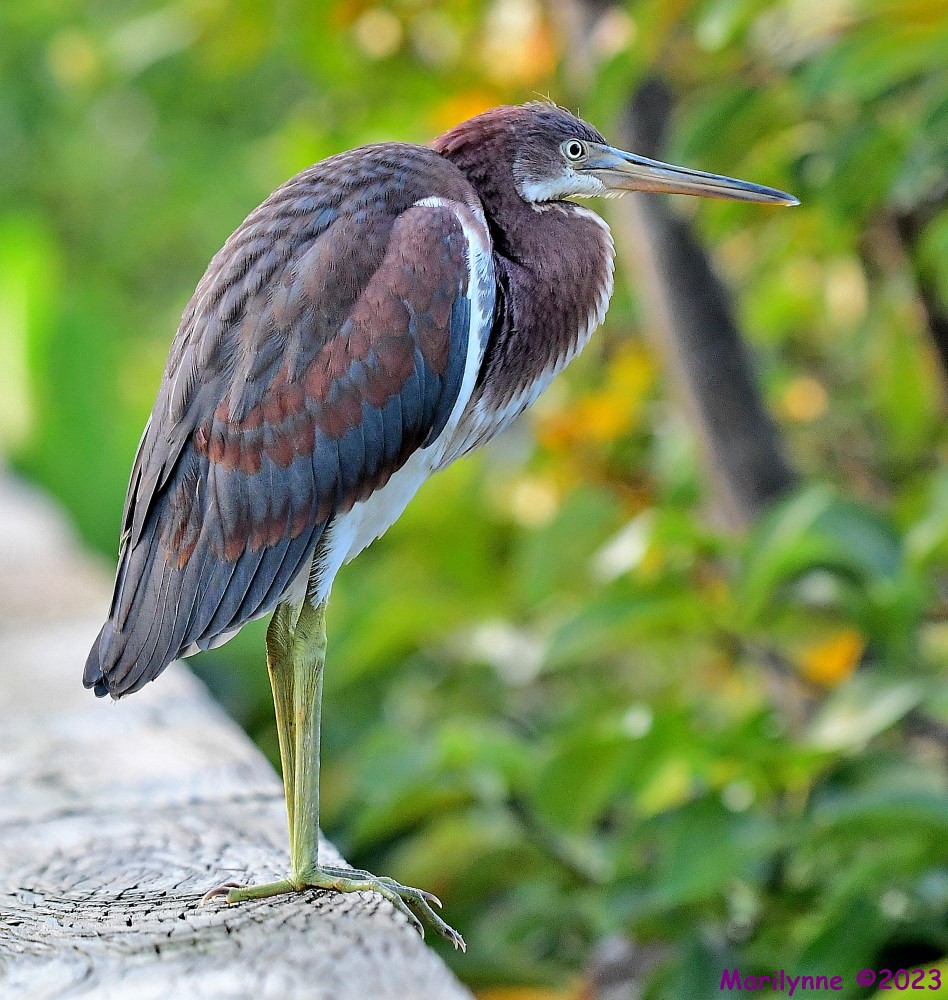DSC_0938_001.JPG