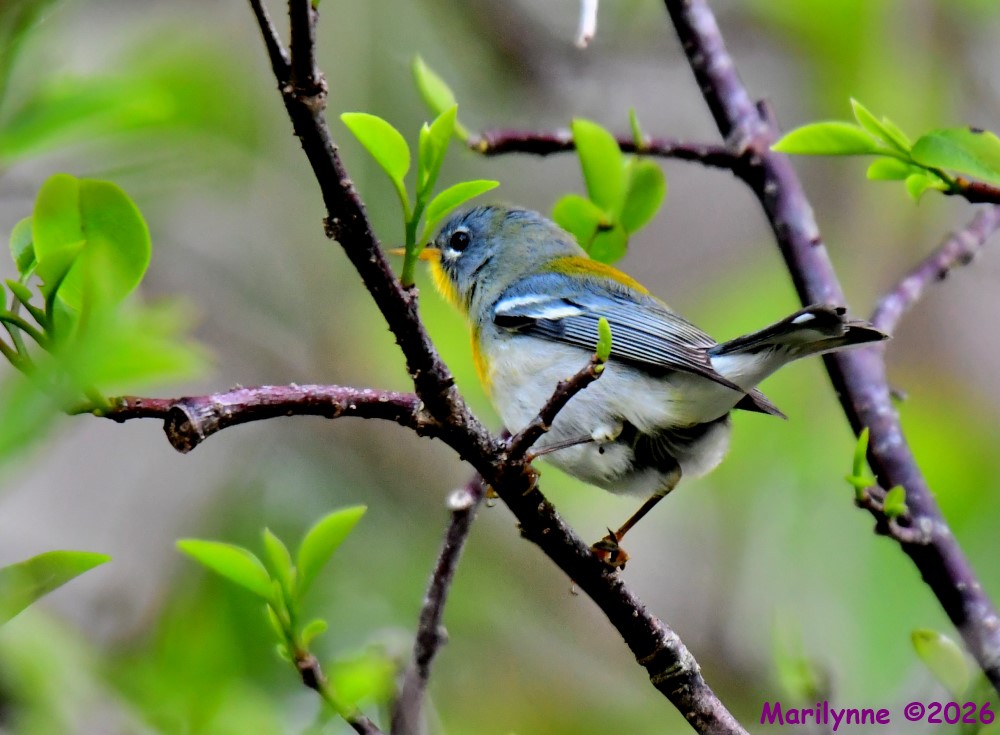 DSC_0938_001.JPG