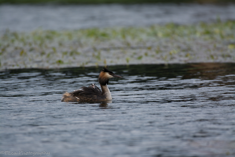 DSC_0939.jpg