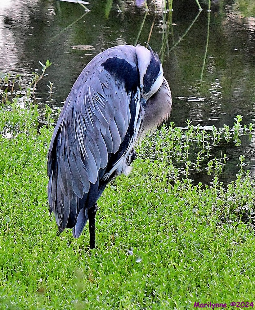 DSC_0939_001.JPG