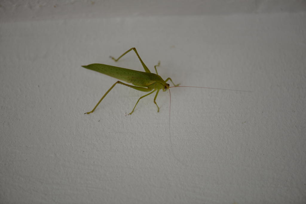 DSC_0940.jpg