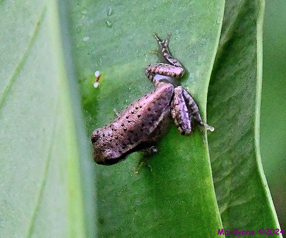 DSC_0944_001.JPG