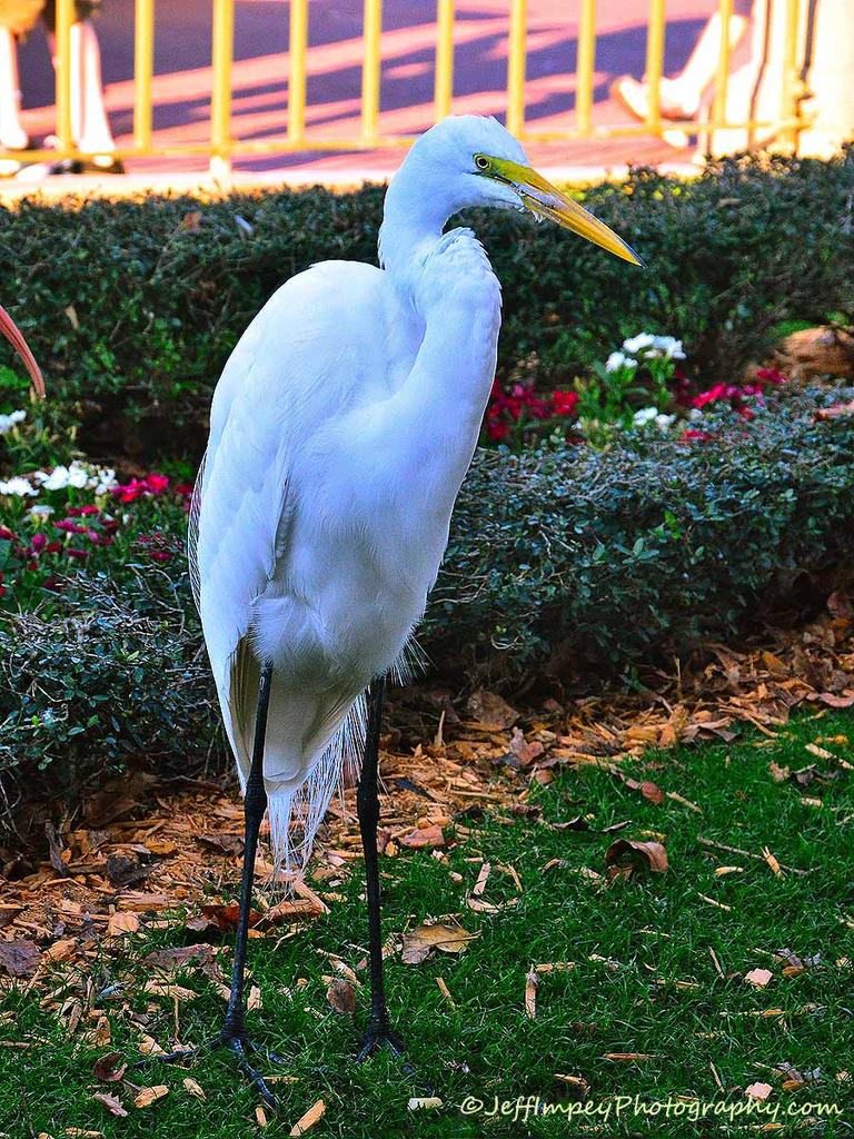 DSC_0945.jpg