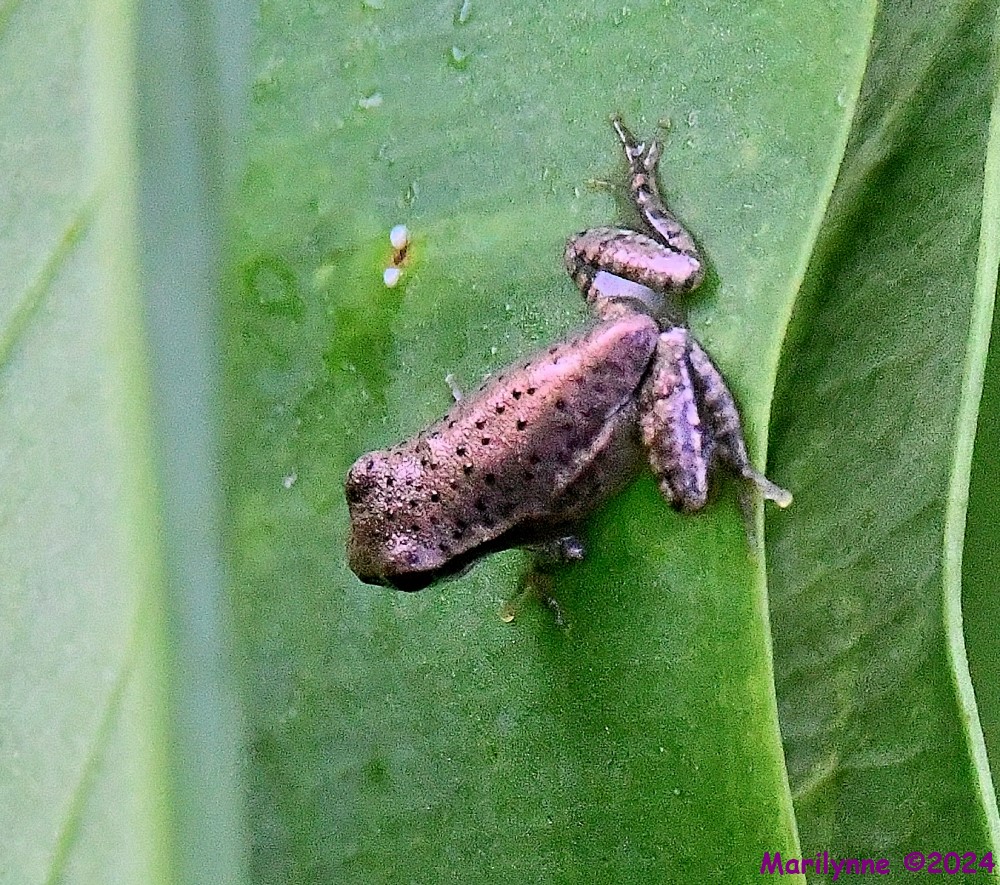 DSC_0946_001.JPG