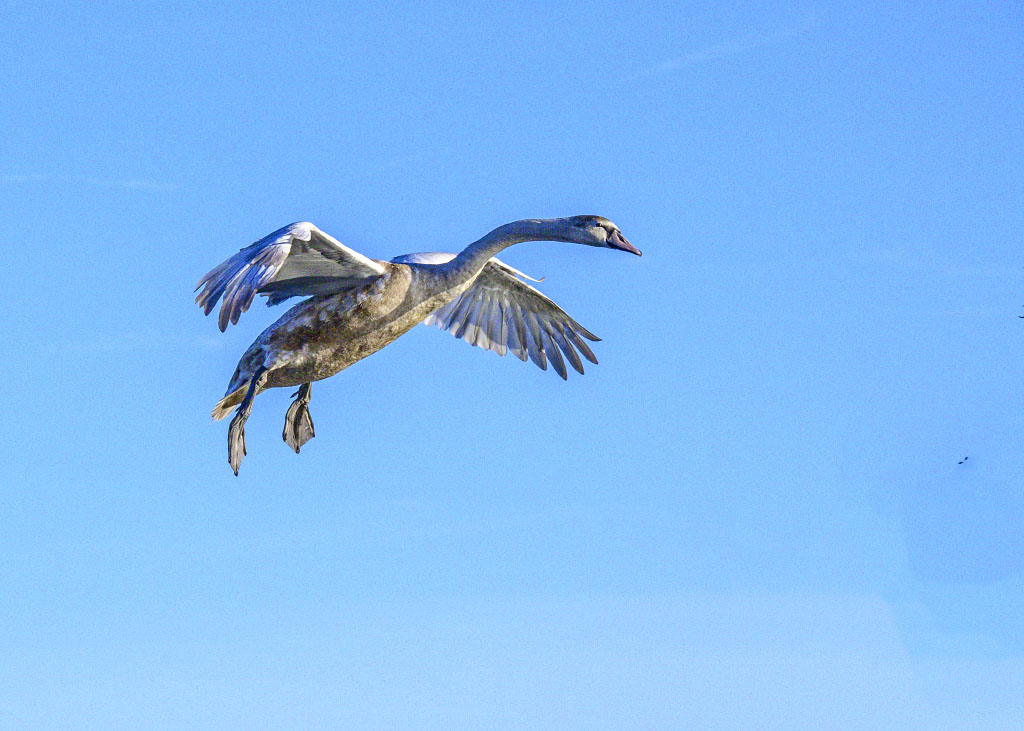 DSC_0951.jpg