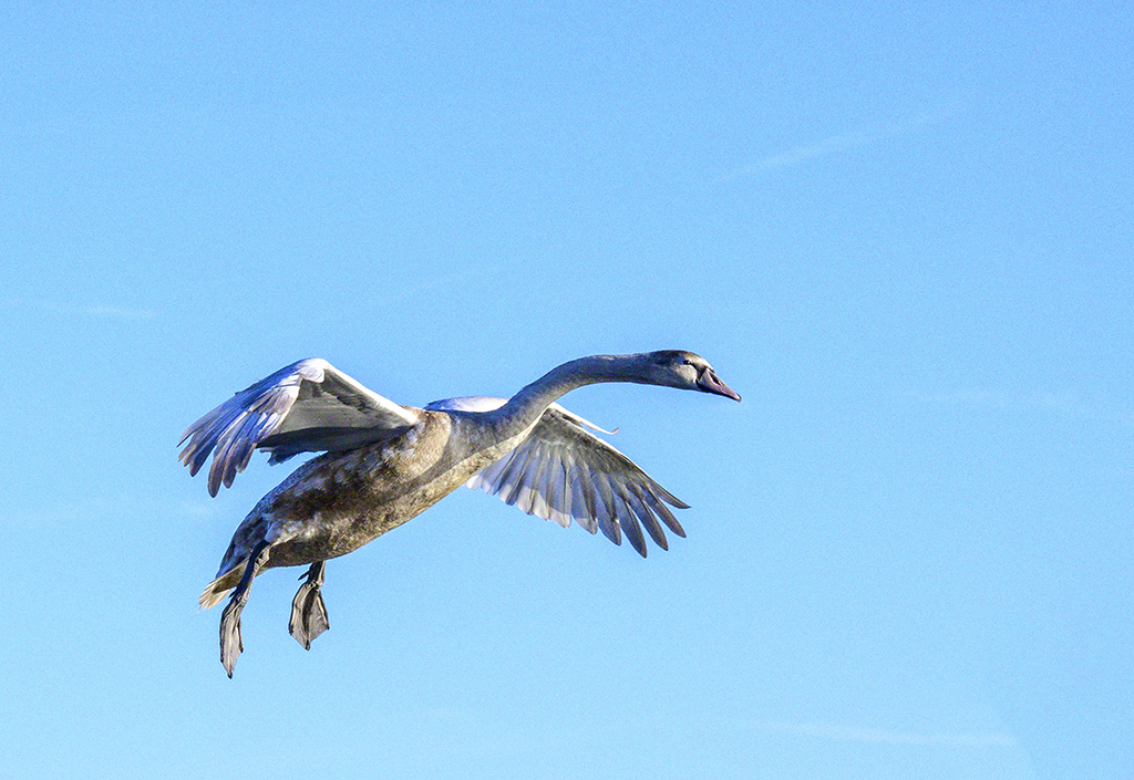 DSC_0951.jpg