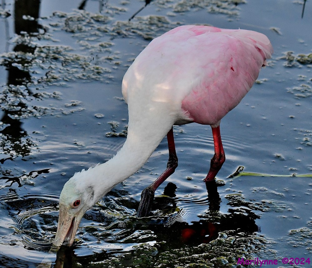 DSC_0951_001.JPG