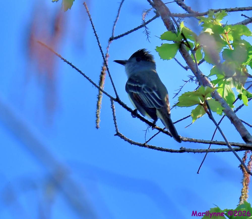 DSC_0951_001.JPG