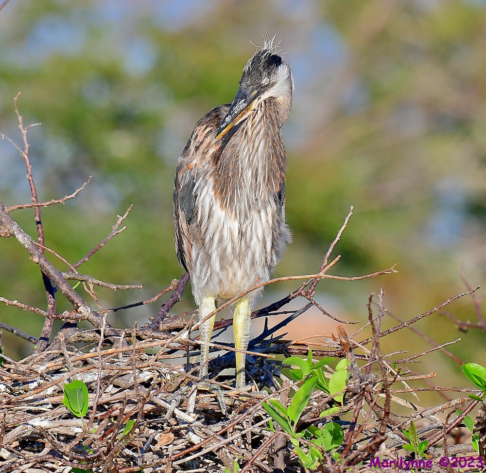 DSC_0954_001.JPG