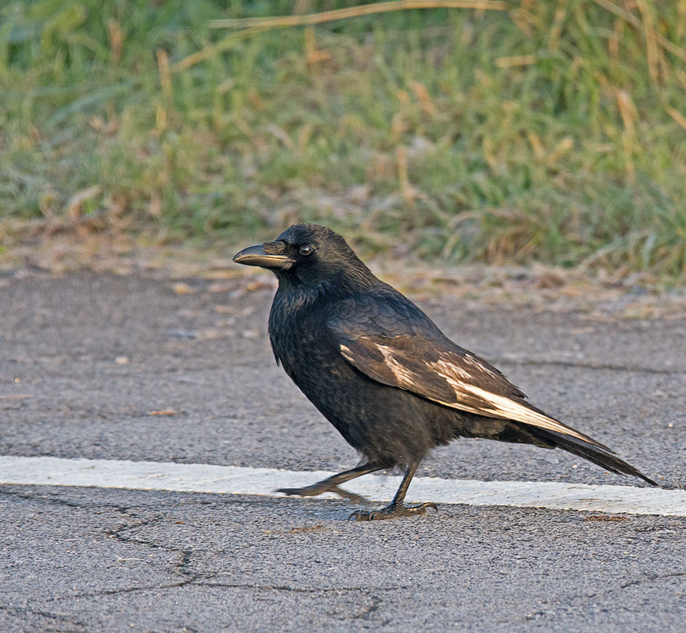 DSC_0955.jpg