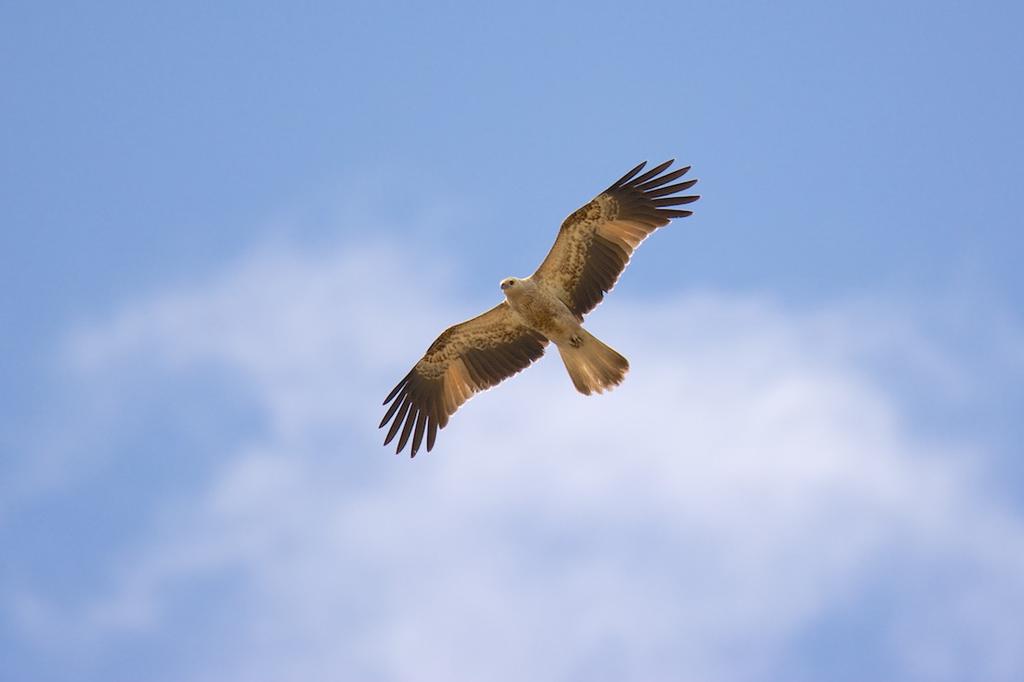 DSC_0956.jpg