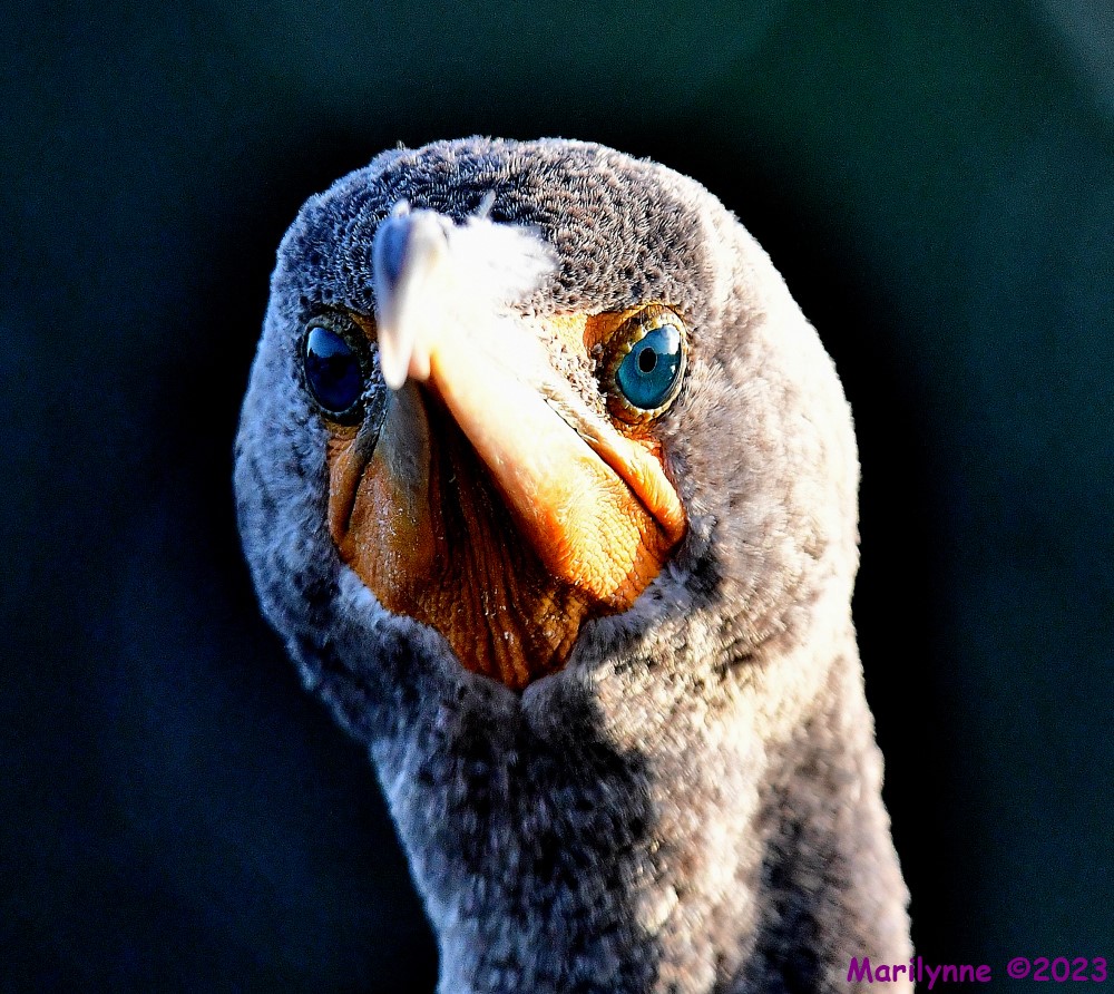 DSC_0958_001.JPG