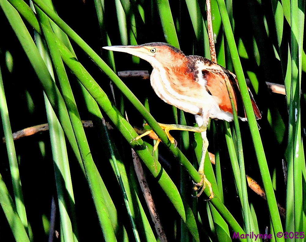 DSC_0958_001.JPG