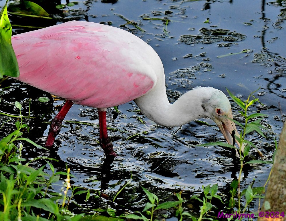 DSC_0960_001.JPG