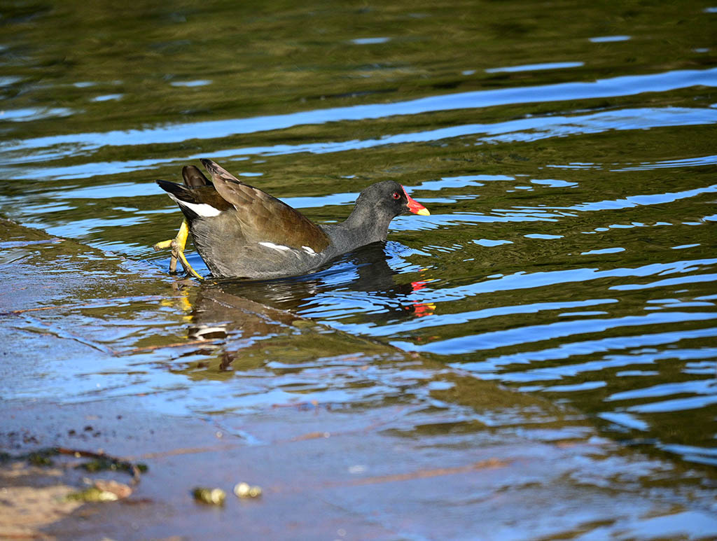DSC_0961.jpg