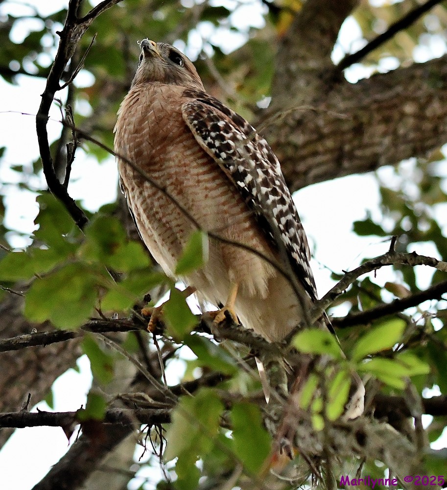 DSC_0961_001.JPG
