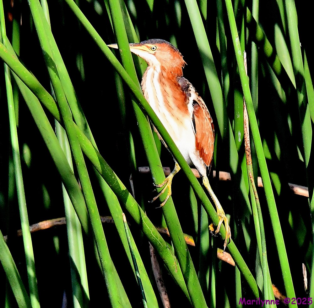 DSC_0964_001.JPG