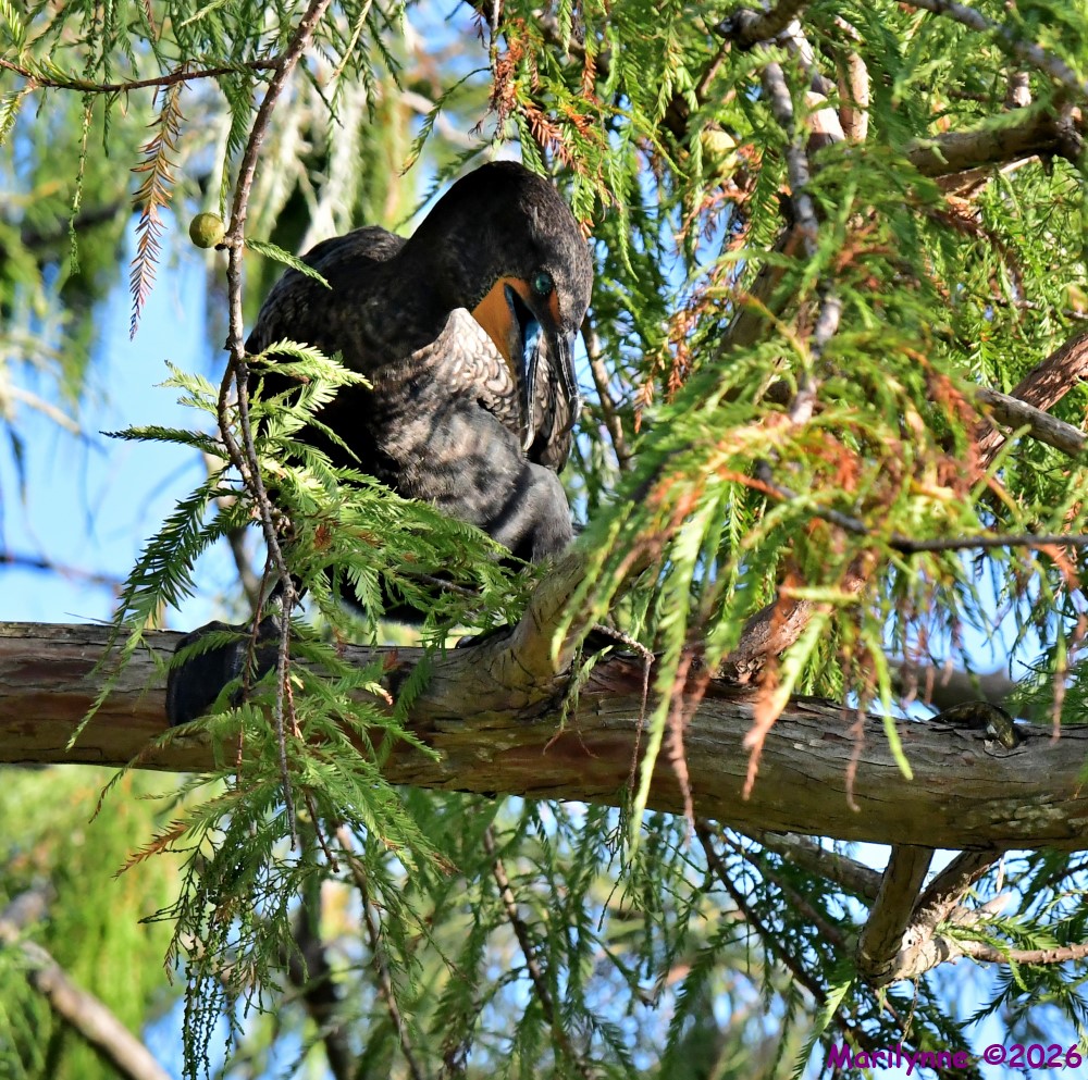 DSC_0965_001.JPG