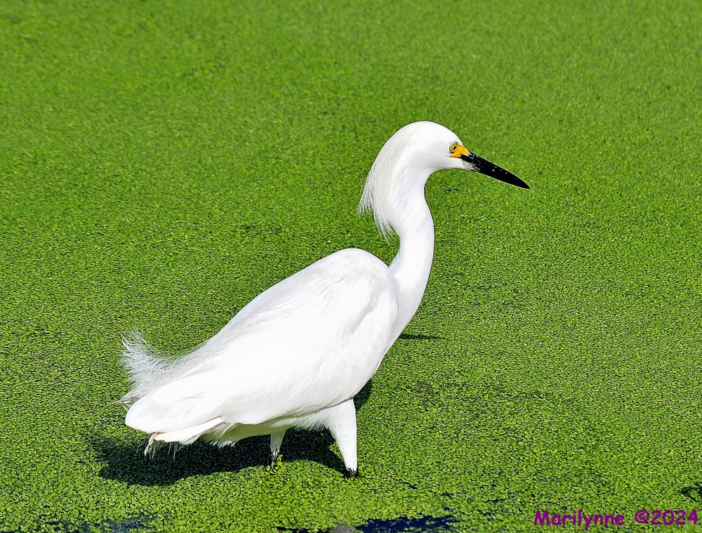 DSC_0966_001.JPG