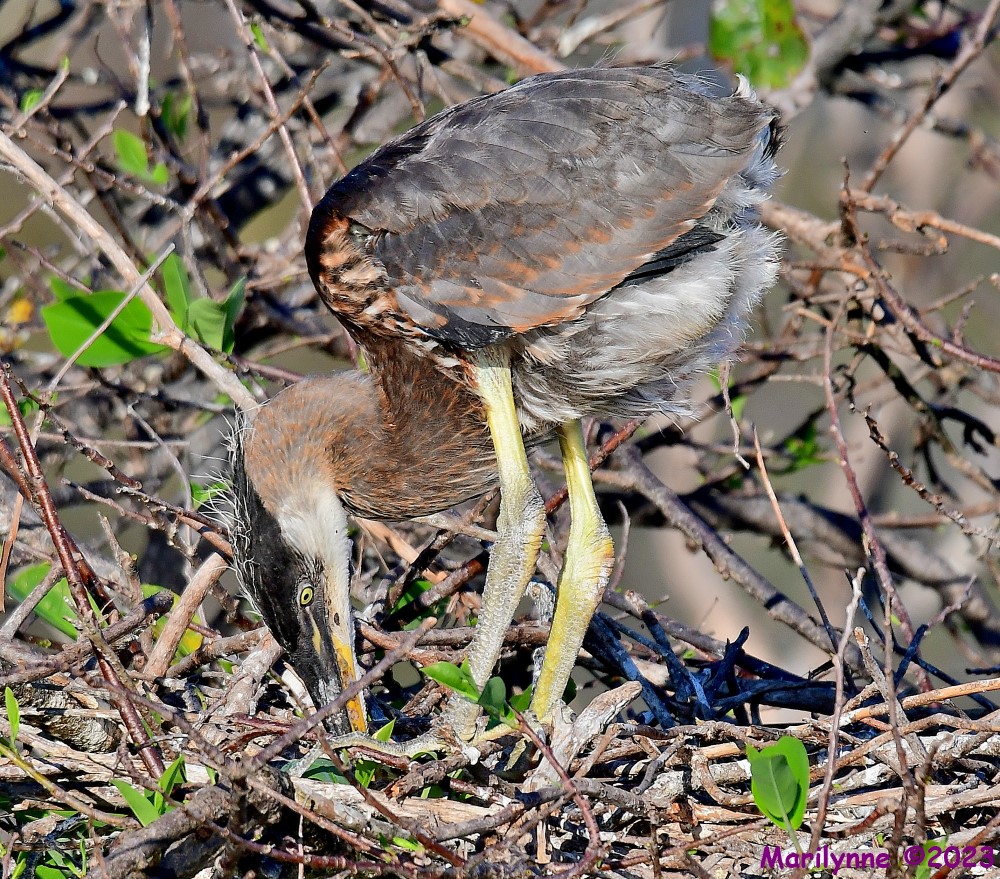 DSC_0967_001.JPG