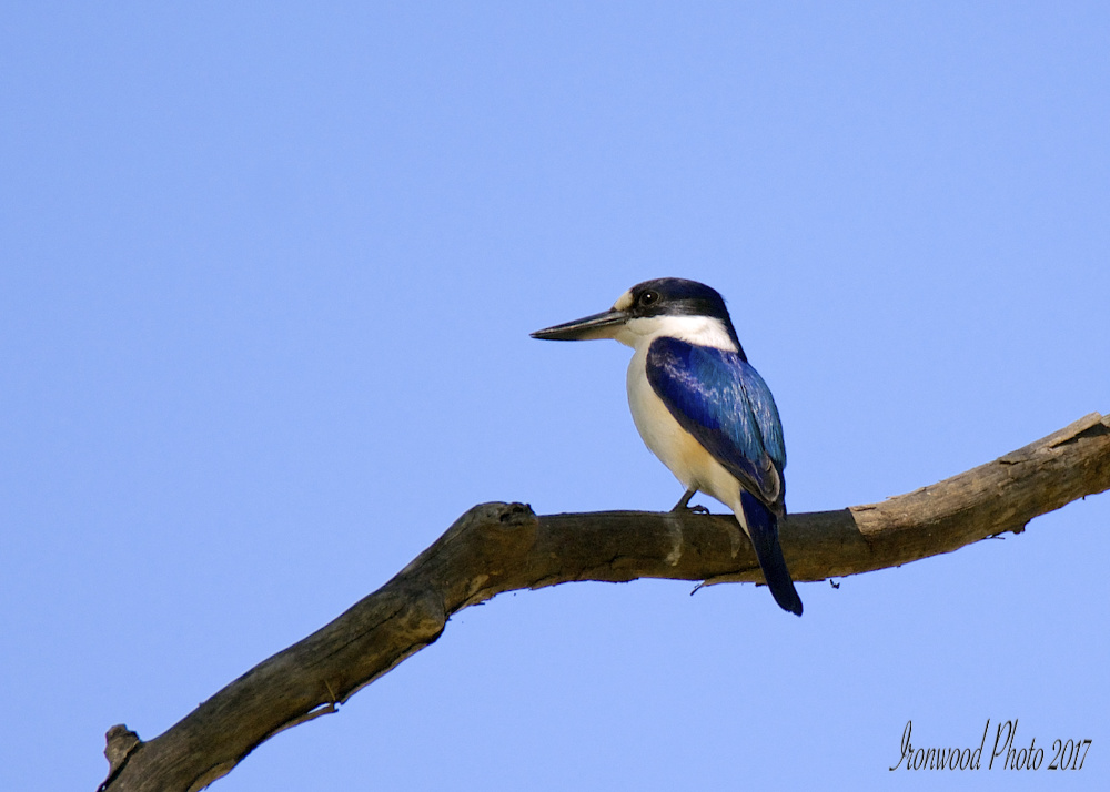 DSC_0969.jpg