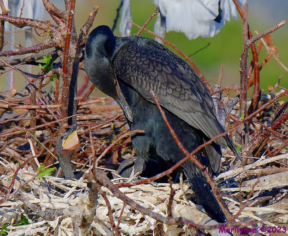 DSC_0972_001.JPG