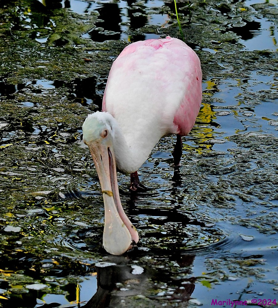 DSC_0972_001.JPG