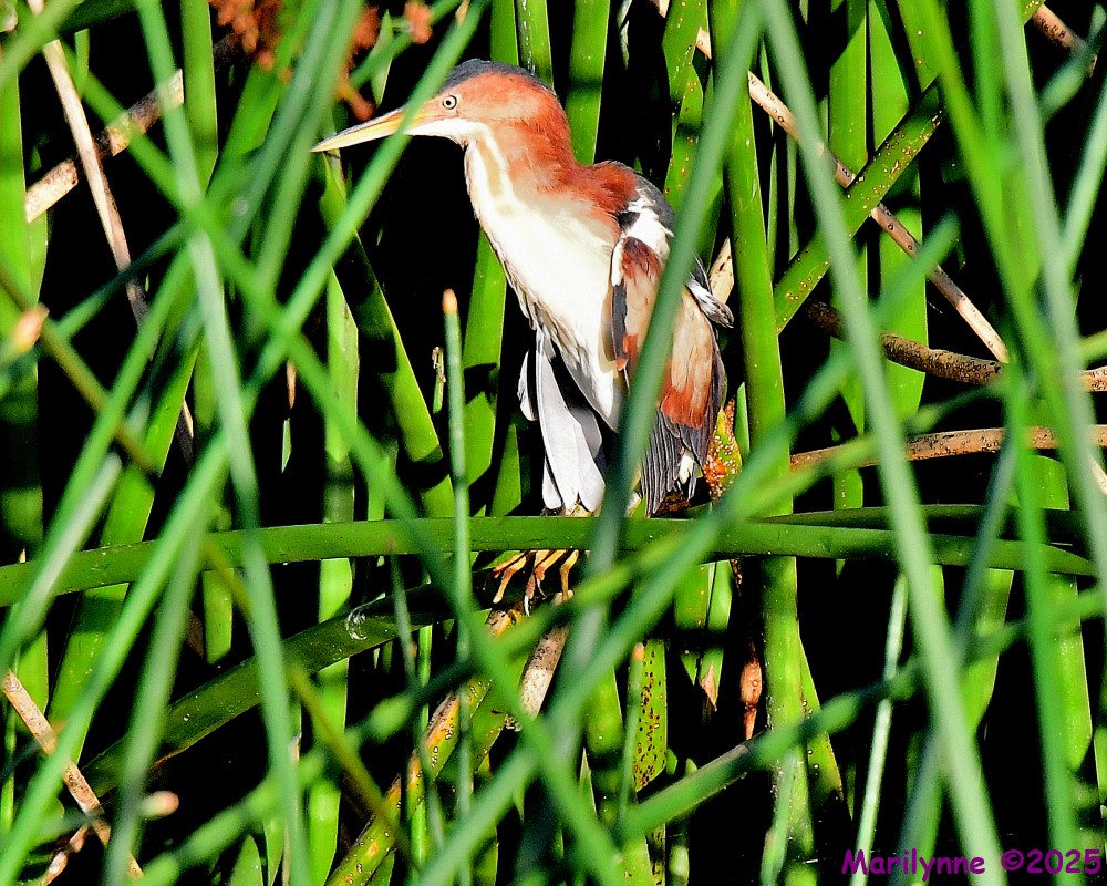 DSC_0973_001.JPG