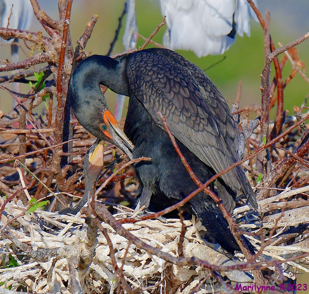 DSC_0974_001_01.JPG