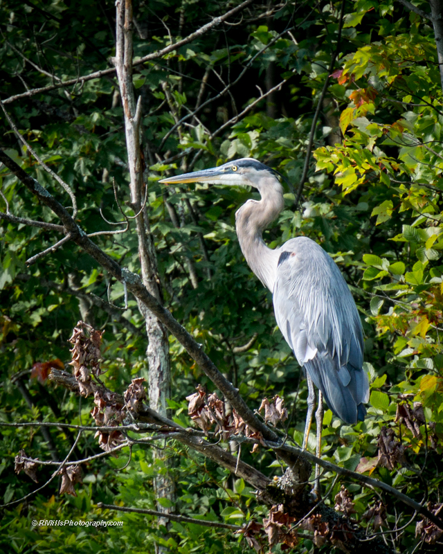 DSC_0974_11503-2.jpg