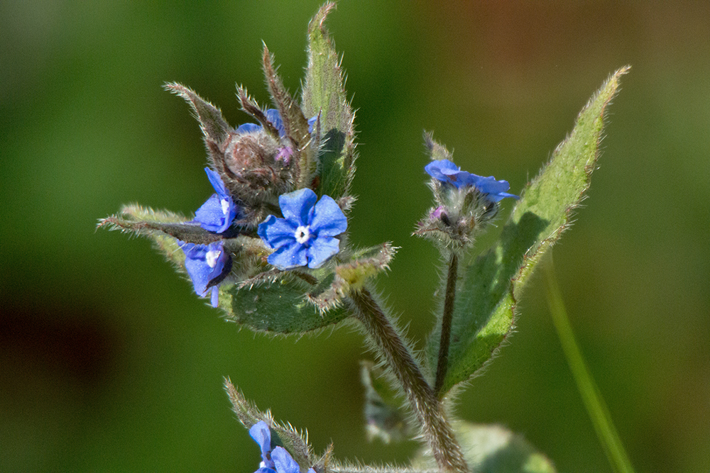 DSC_0975.jpg