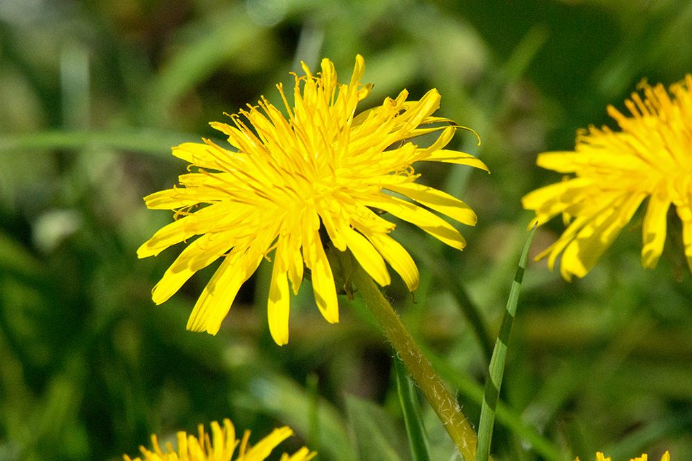 DSC_0976.jpg