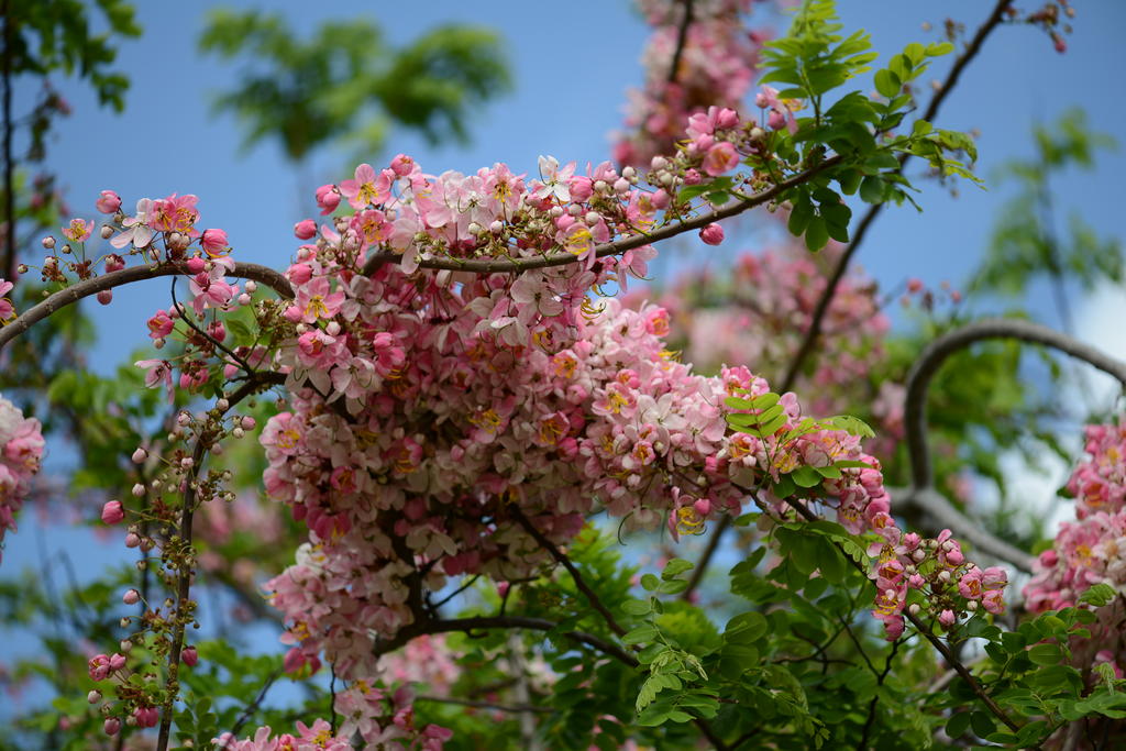 DSC_0976.jpg