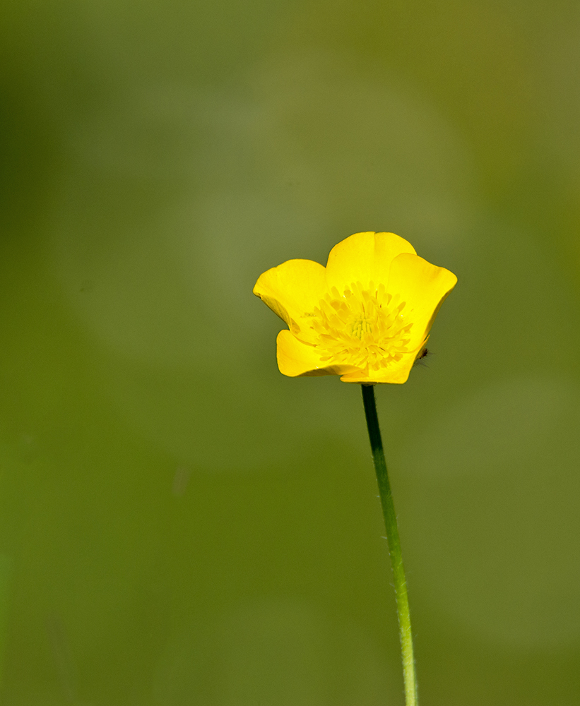 DSC_0979.jpg