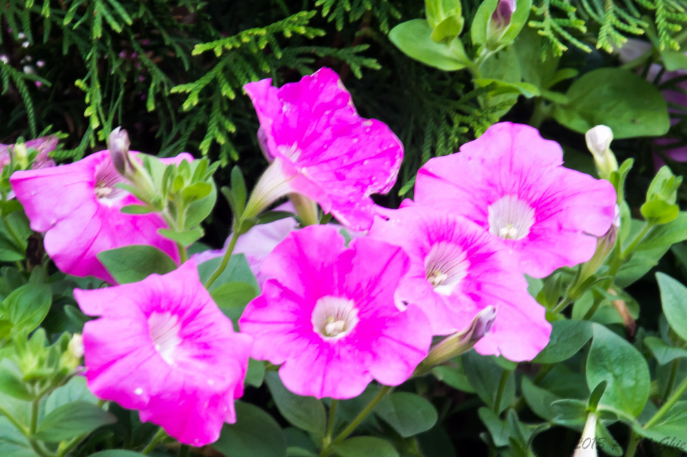 DSC_0979.jpg