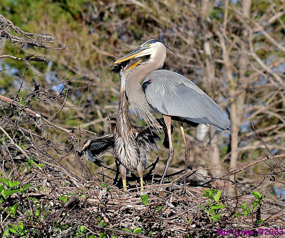 DSC_0979_001.JPG