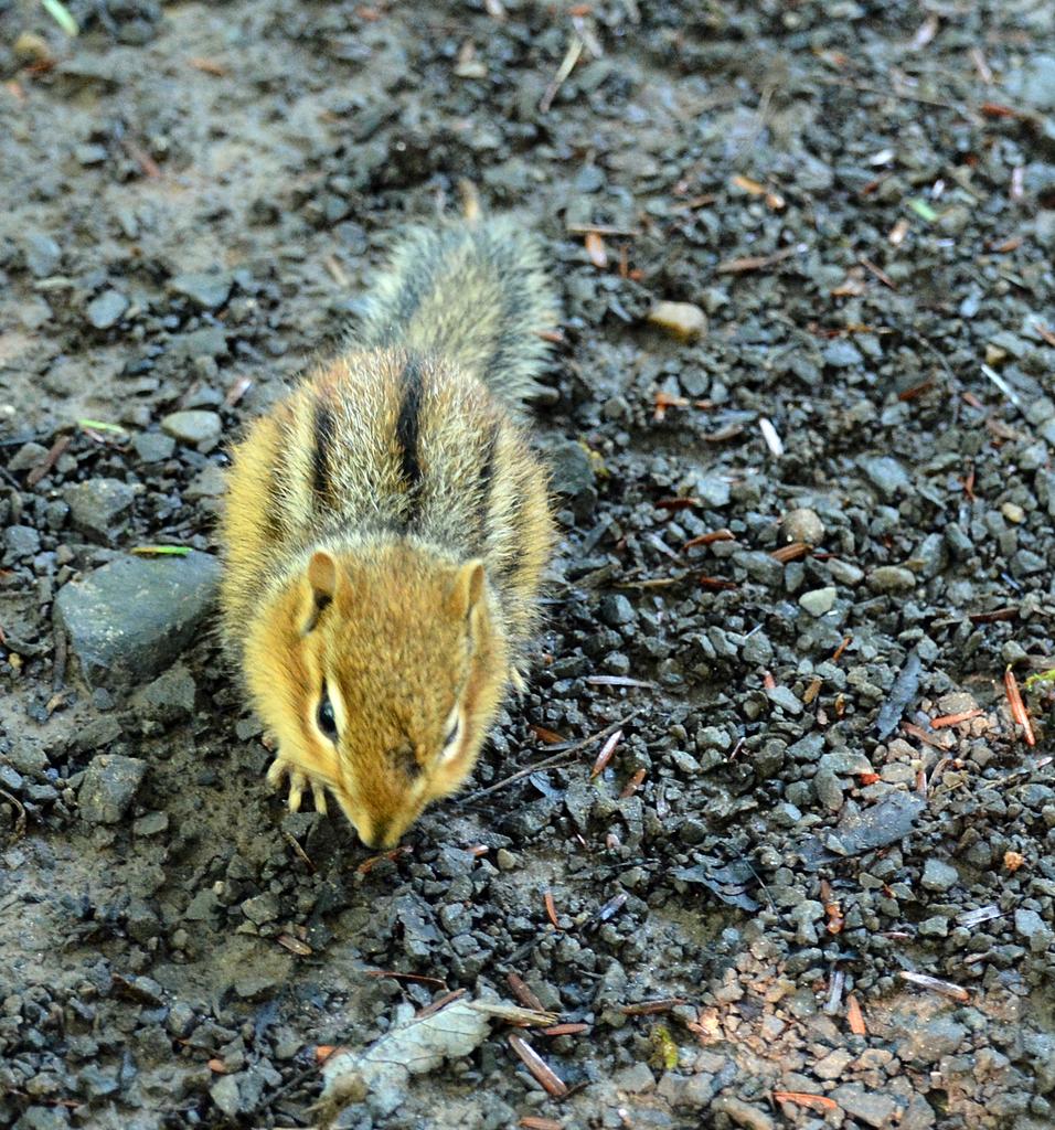 DSC_0982.jpg