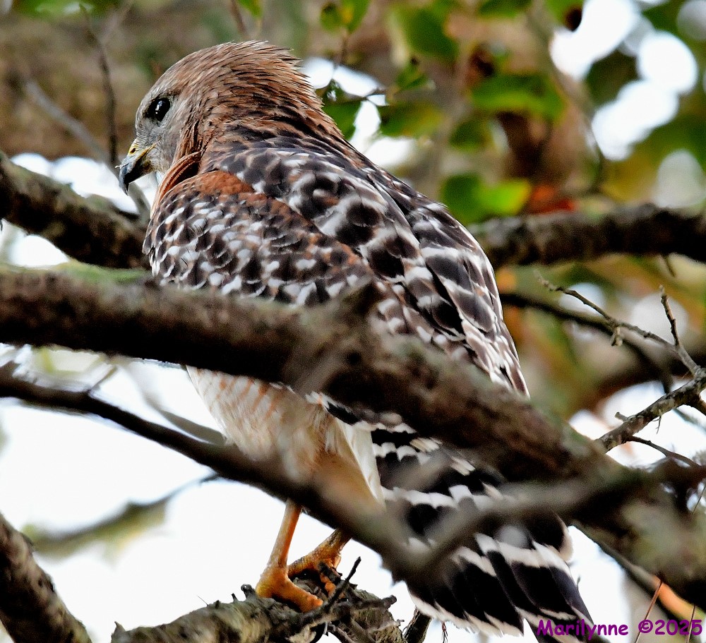 DSC_0982_001.JPG