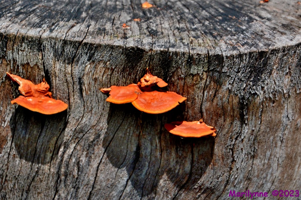 DSC_0984_001.JPG