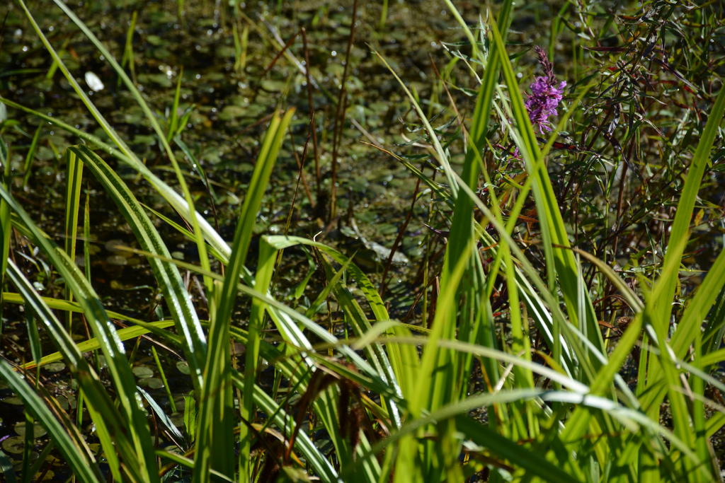 DSC_0985.jpg
