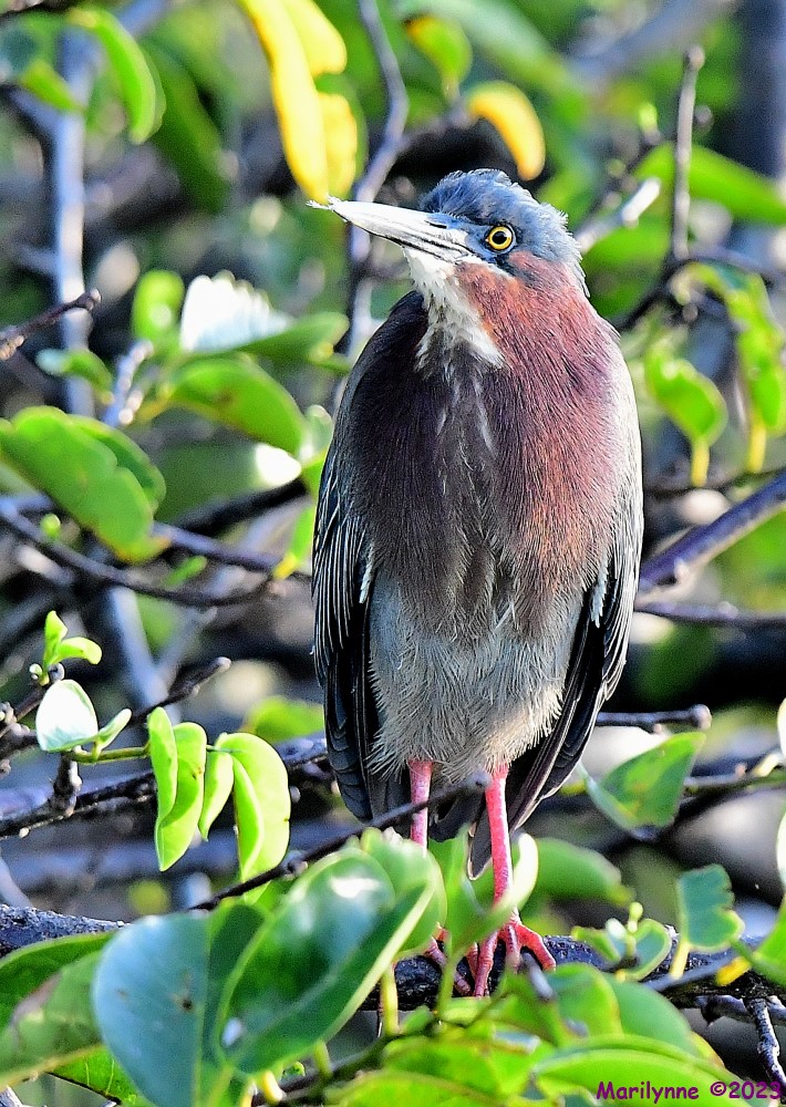 DSC_0986_001.JPG