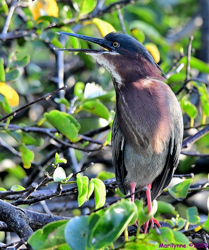 DSC_0988_001.JPG