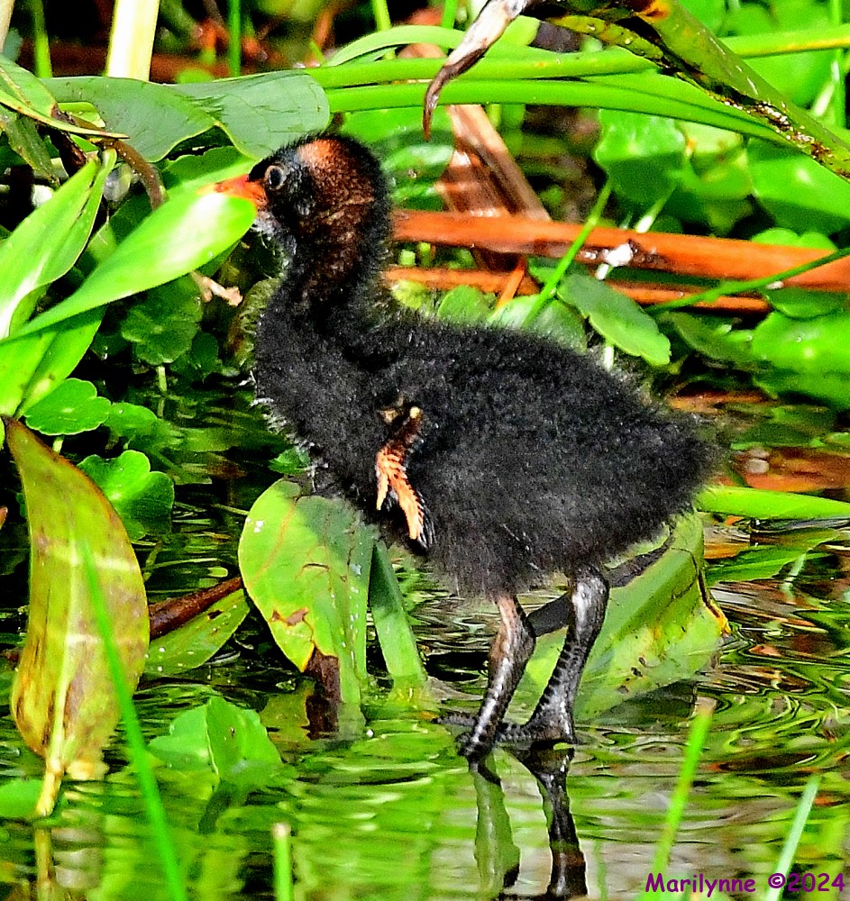 DSC_0988_001.JPG