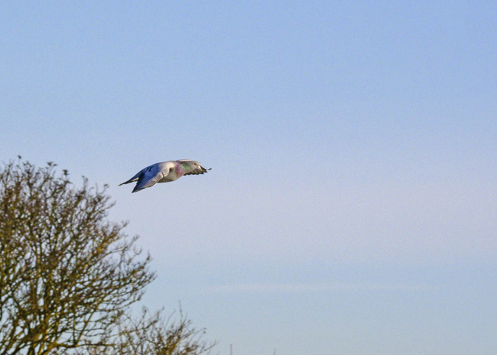 DSC_0989.jpg