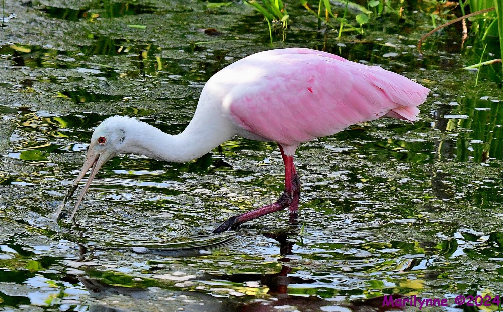 DSC_0990_001.JPG